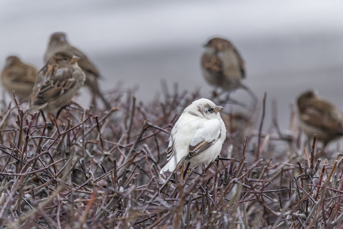 из жизни воробьев.белый воробей. - юрий макаров