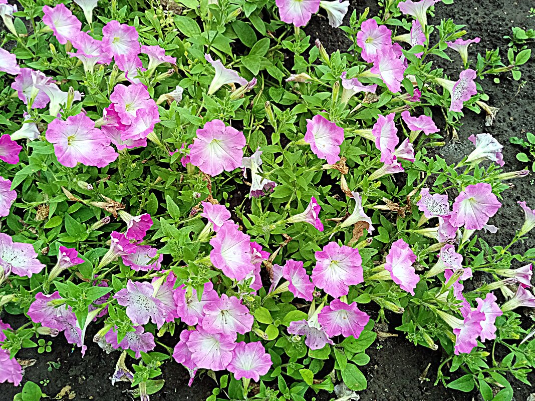 Цветы. - Владимир Драгунский