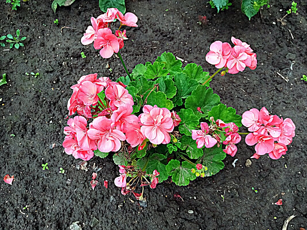 Цветы. - Владимир Драгунский