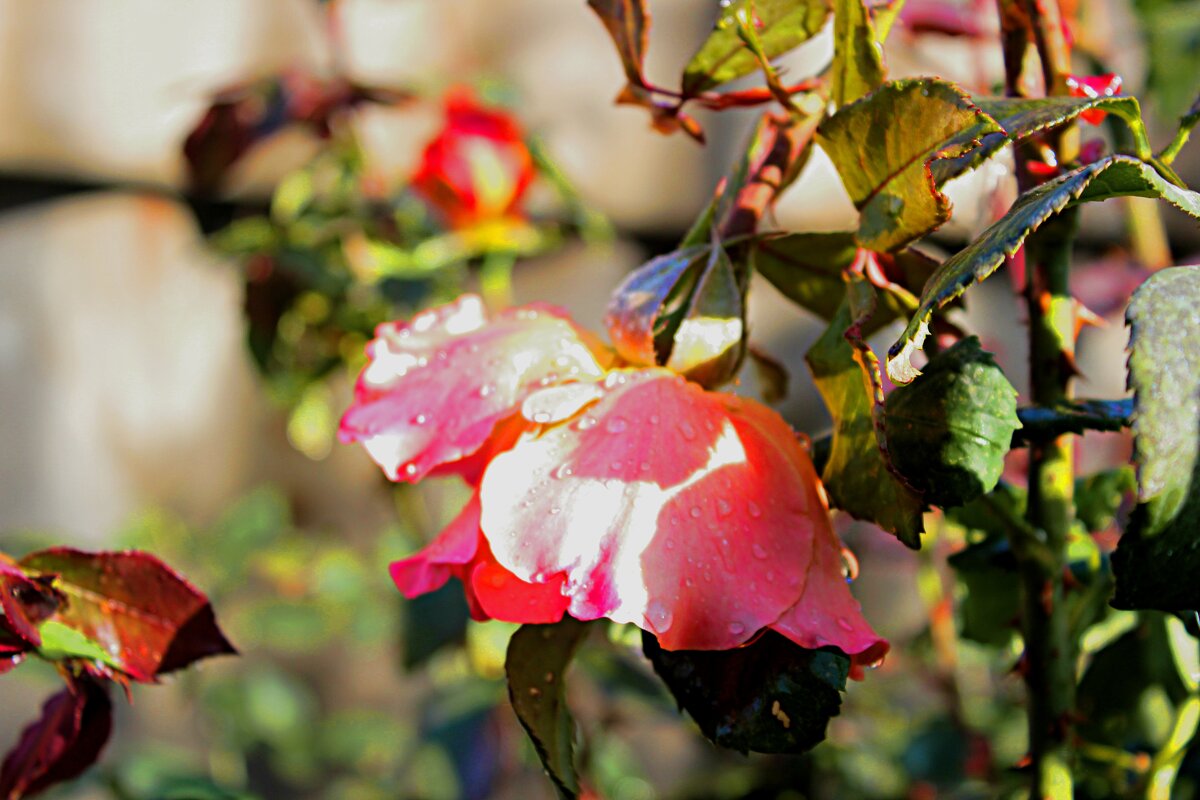 октябрь - Николай октябрь - Николай