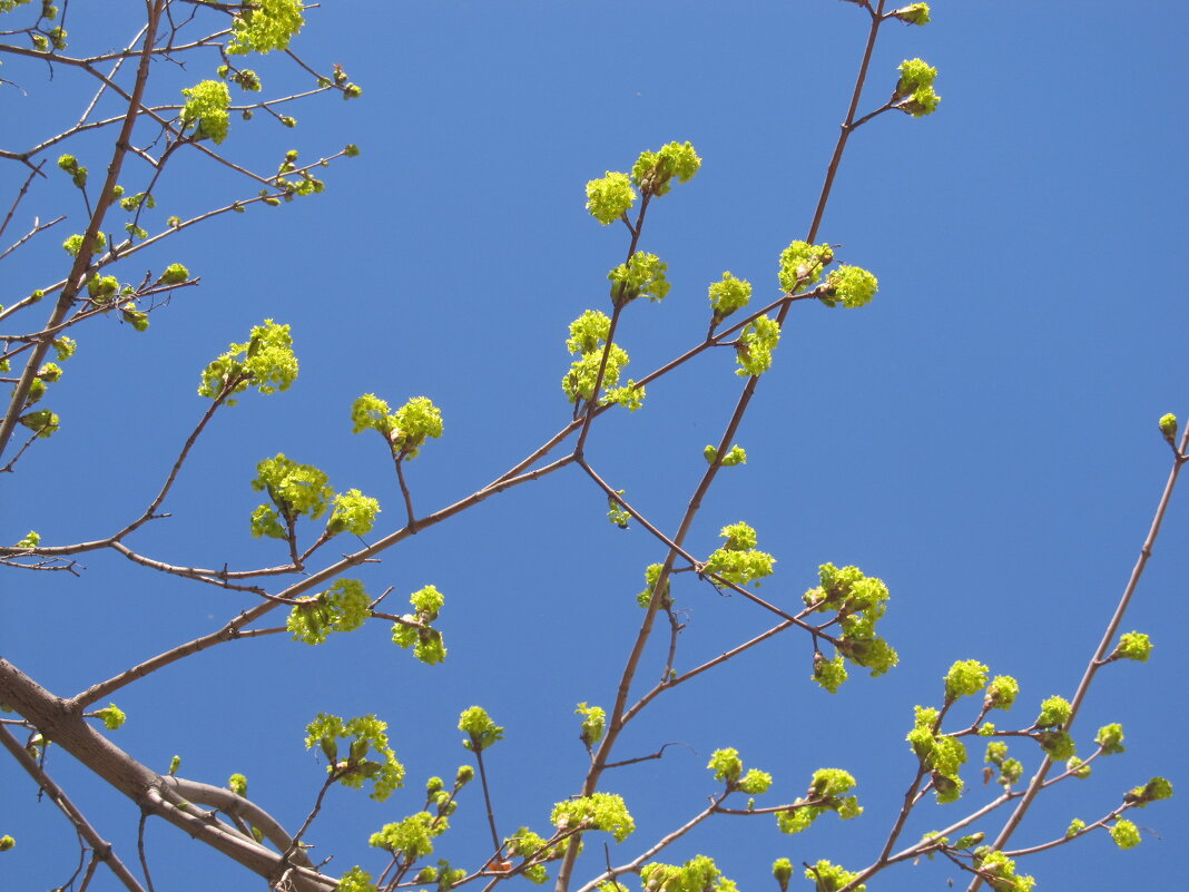 Ах. апрель ! - Елена Шаламова