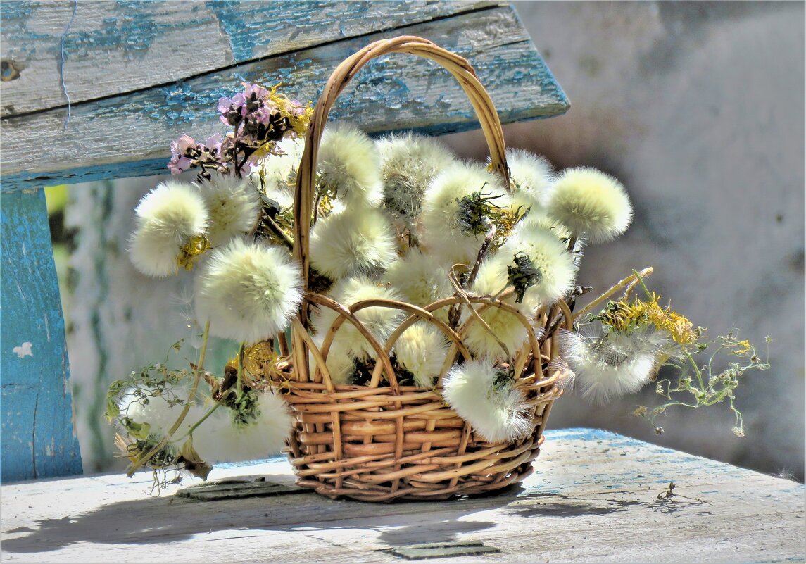 одуванчики - НАТАЛЬЯ 