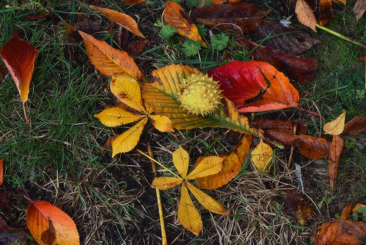 Под каштанами. - Татьяна Помогалова