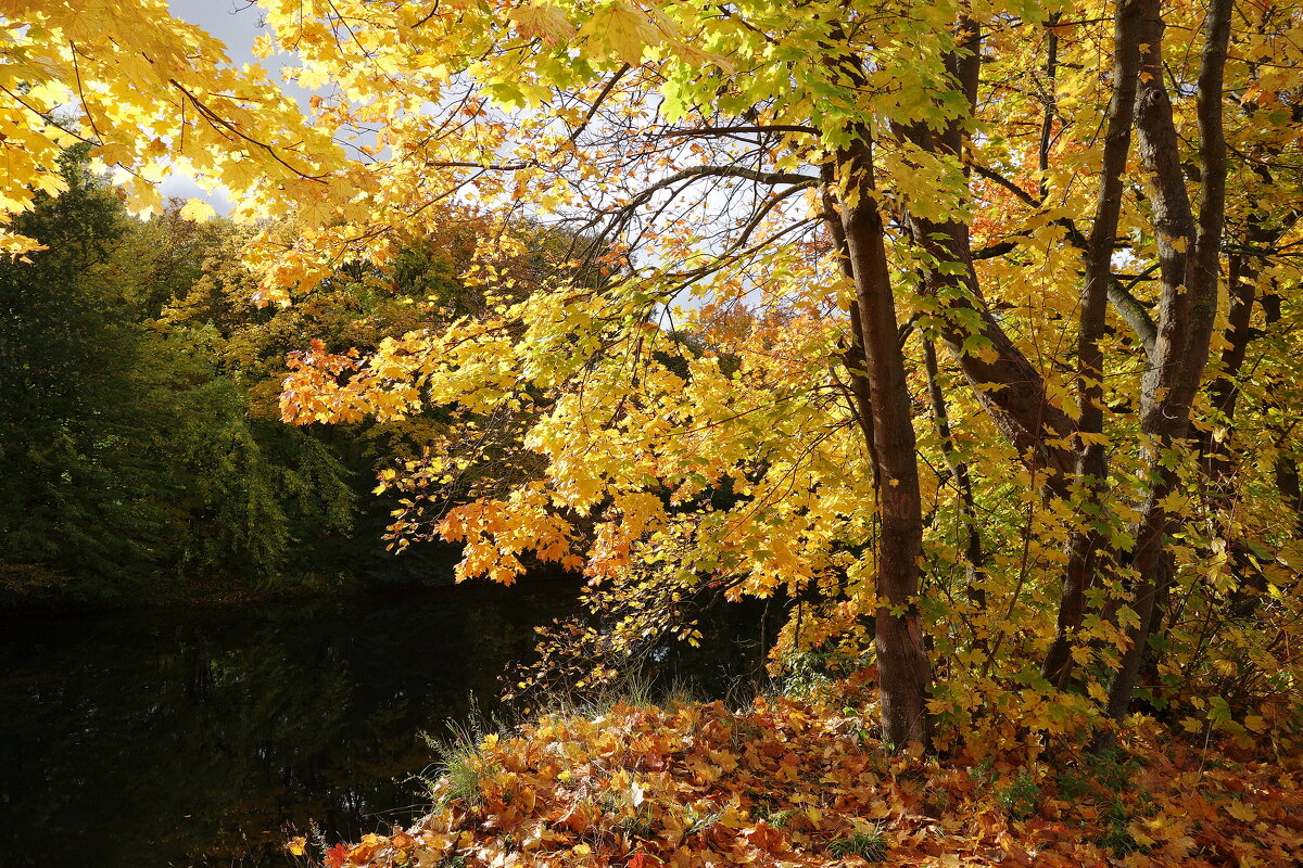 Краски октября - Рита Симонова