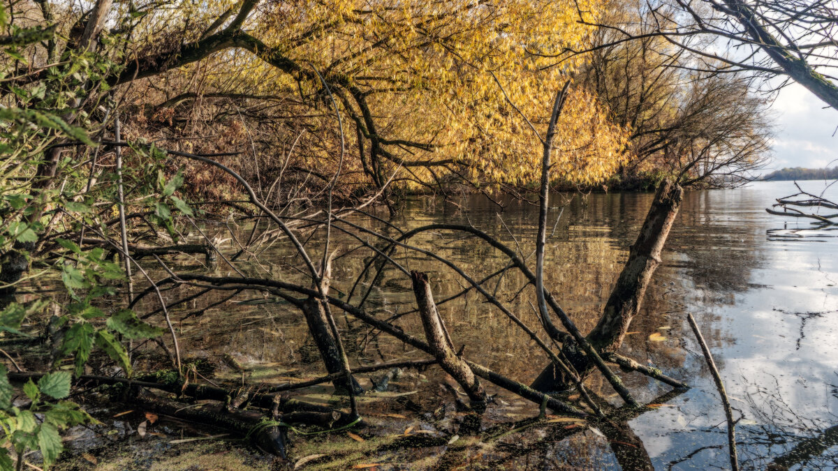 Береговые коряги - sorovey Sol