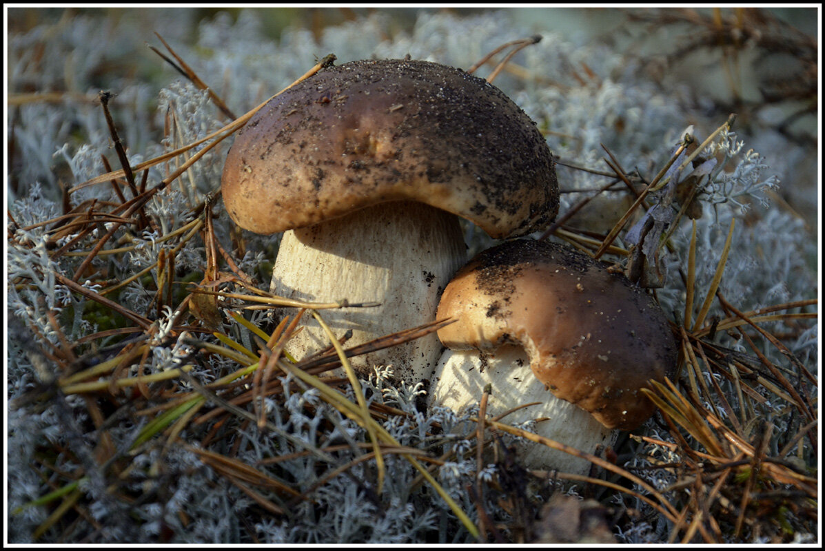 Боровички - Aleksandr Gal