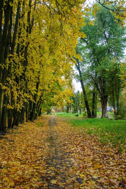 Городская осень - Галина Ложечникова