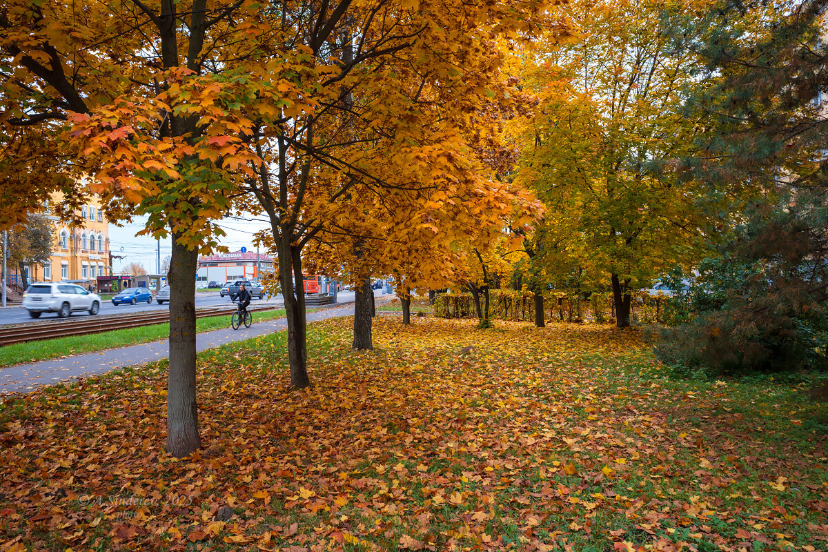 Осенние деревья - Александр Синдерёв