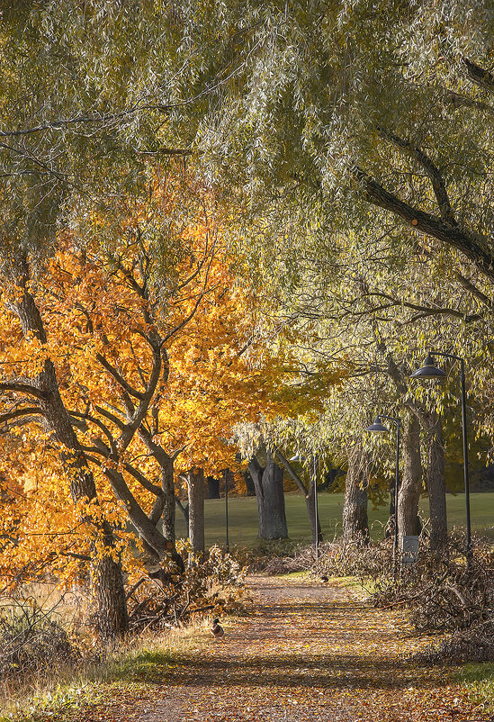По солнечной дорожке... - Bosanat 