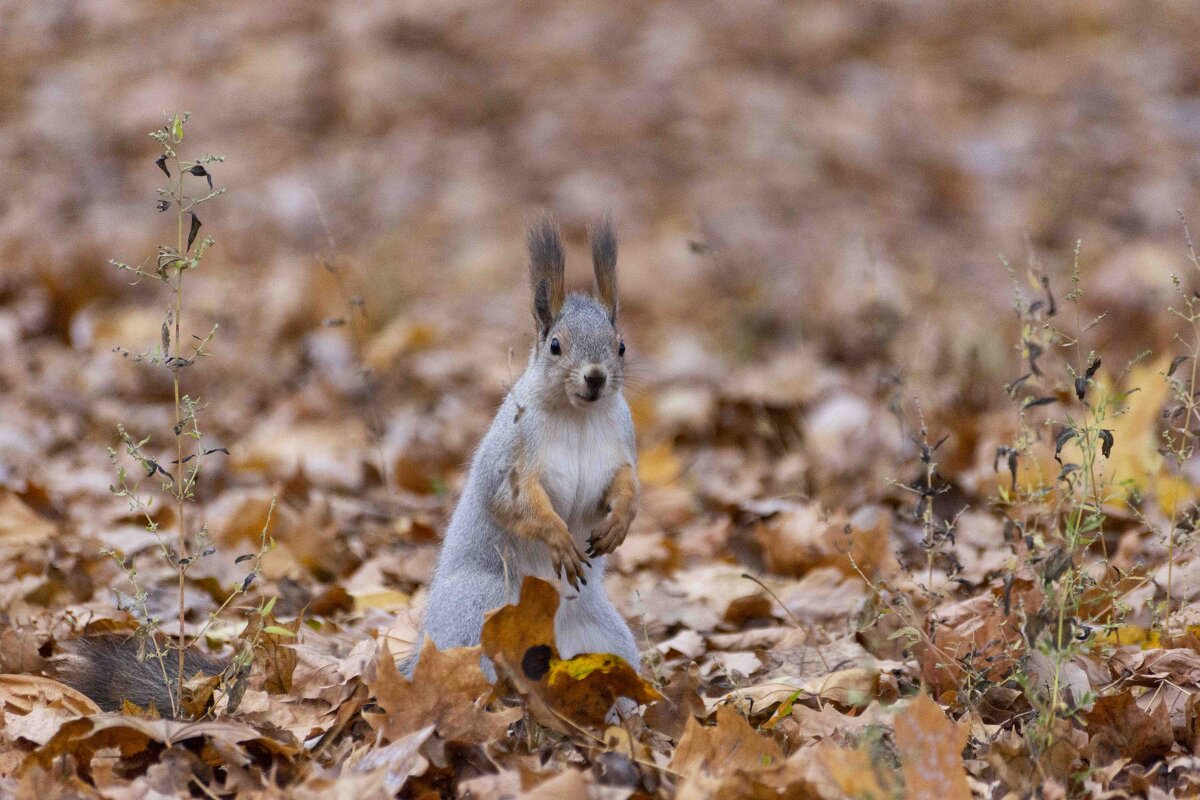 фотомодель - Ирина Милонова
