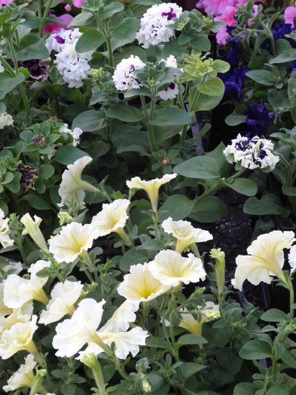 ПЕТУНИИ - СЕРГЕЙ ФИЛОЧКИН ПЕТУНИИ - СЕРГЕЙ ФИЛОЧКИН