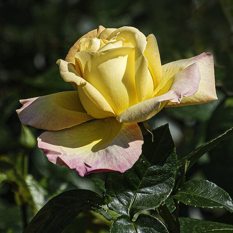 Роза. - Александр Роза. - Александр