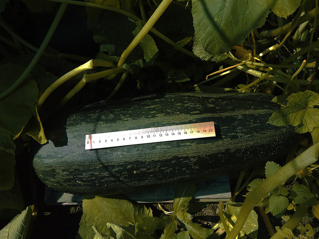 9 августа 2025 года. - Игорь Олегович Кравченко