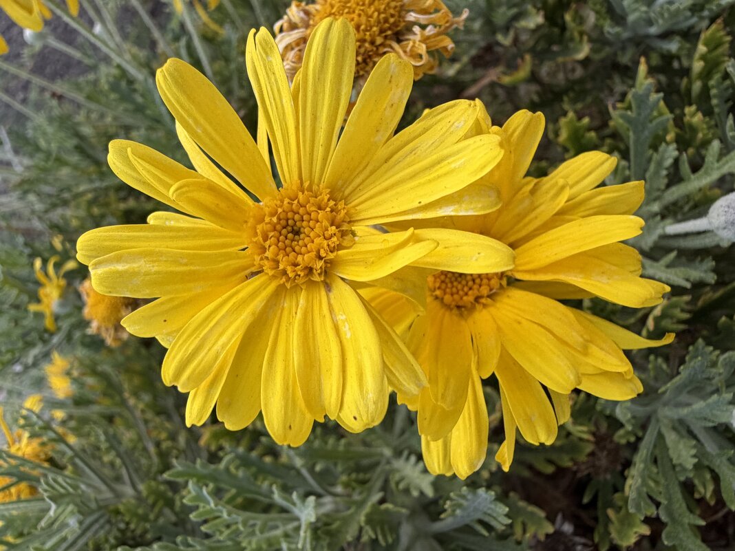 Васильковое лето промчалось В колеснице из белых берёз но как память о лете, осталась Прядь твоих зо - Александр Деревяшкин