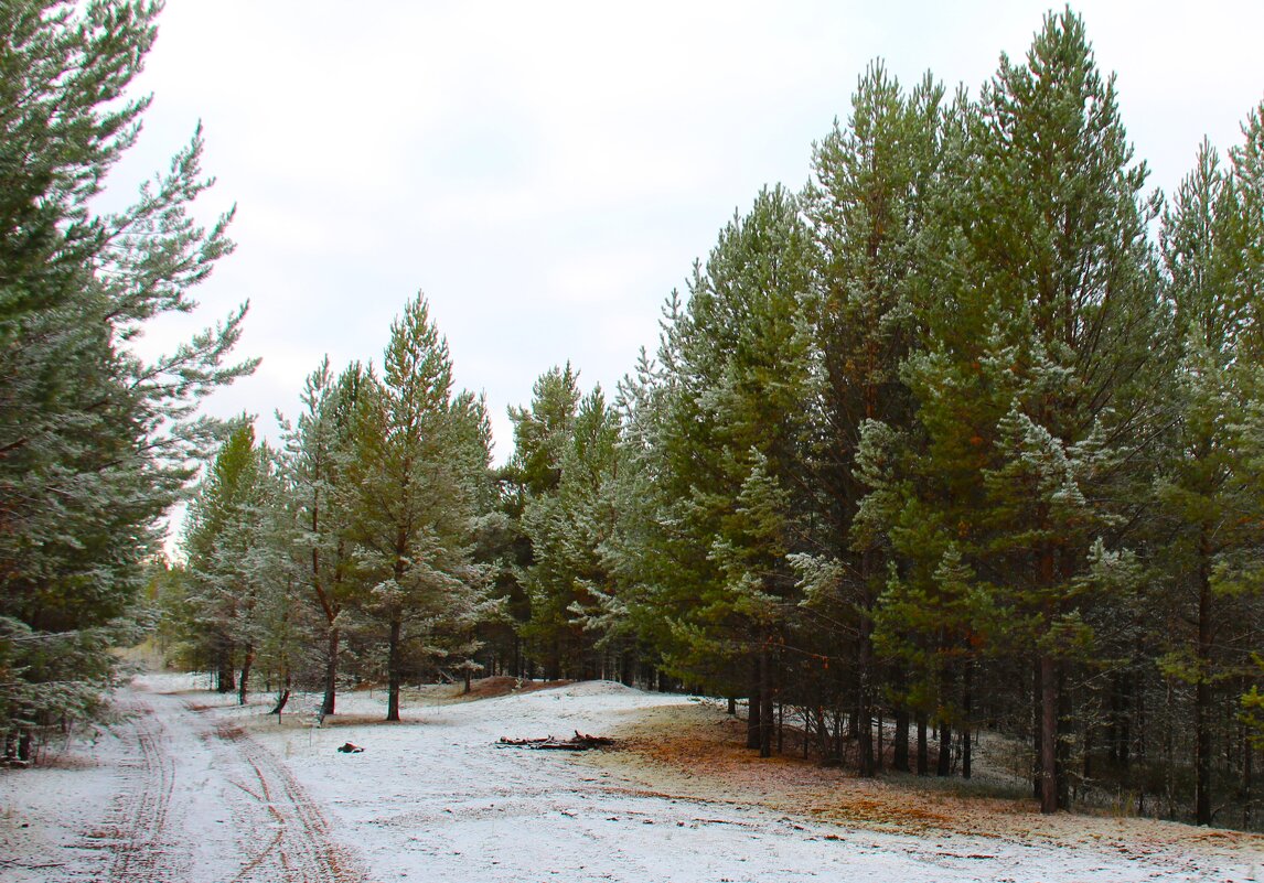 Зимняя дорога - Сергей Никифоров
