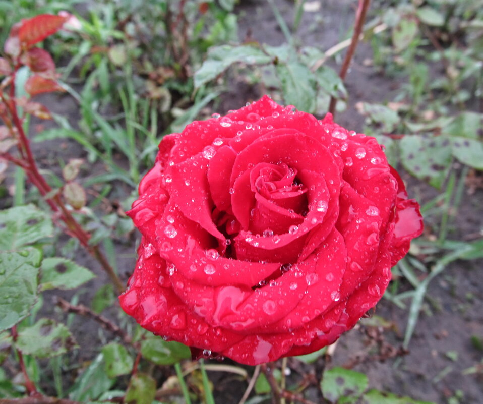 Роза - PRP Роза - PRP