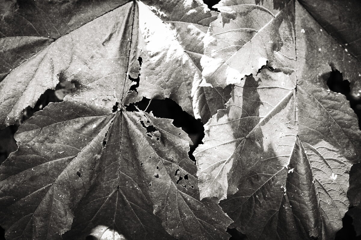 Фотография - Денис Безногов