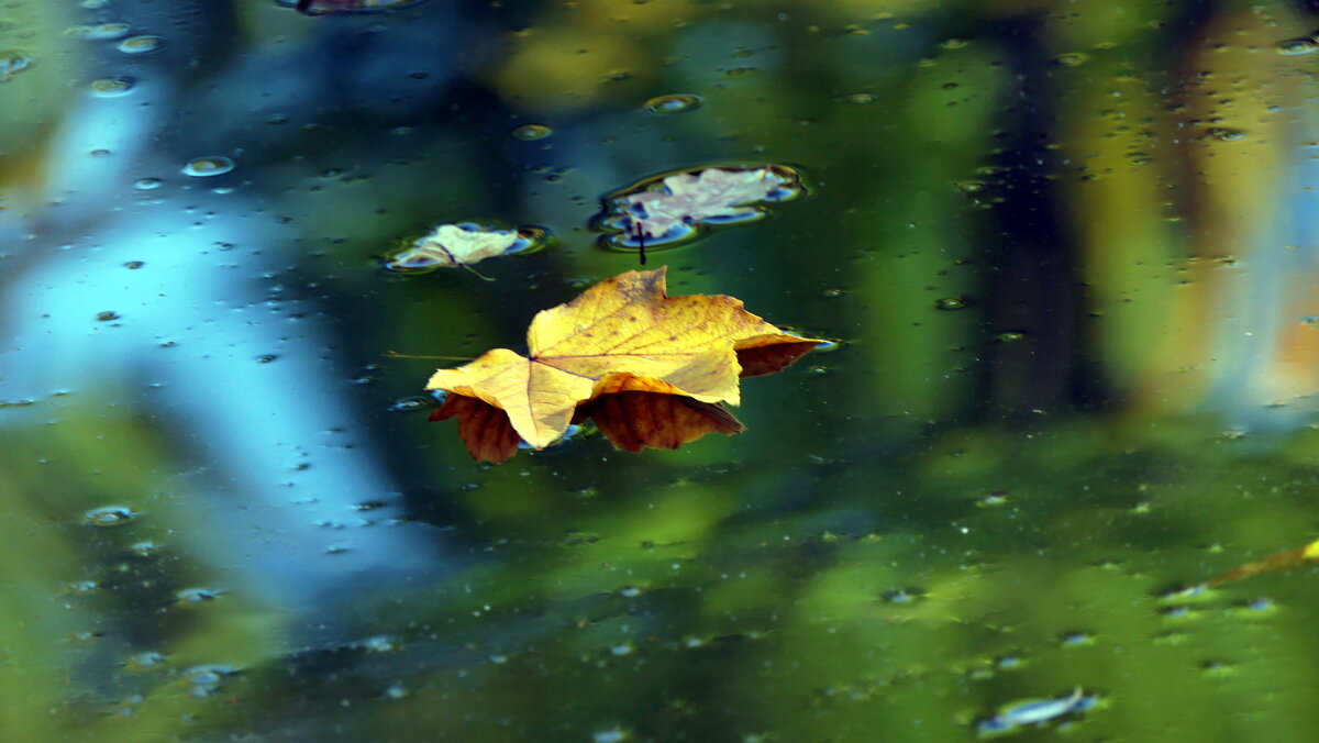 А листья всюду: на траве, На старых елях — полушалком… - "The Natural World" Александер