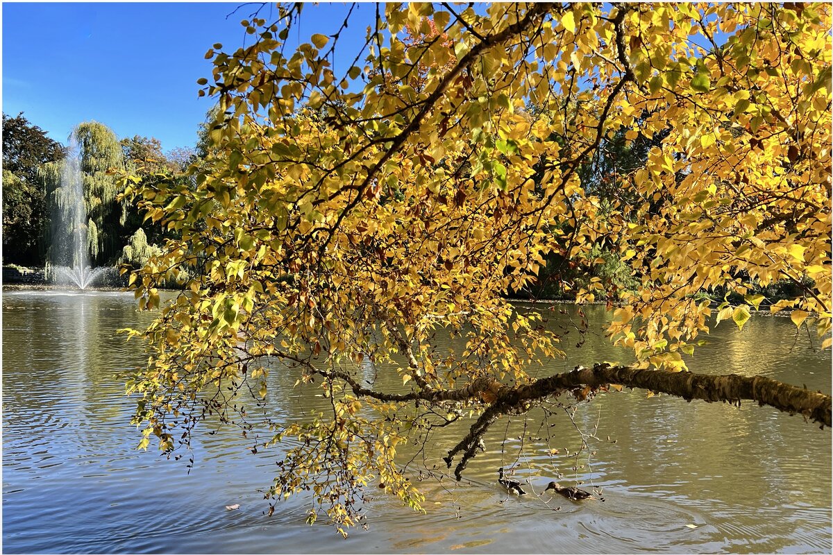 Бабье лето — короткая сказка… Обогретый нежданным теплом, - "The Natural World" Александер