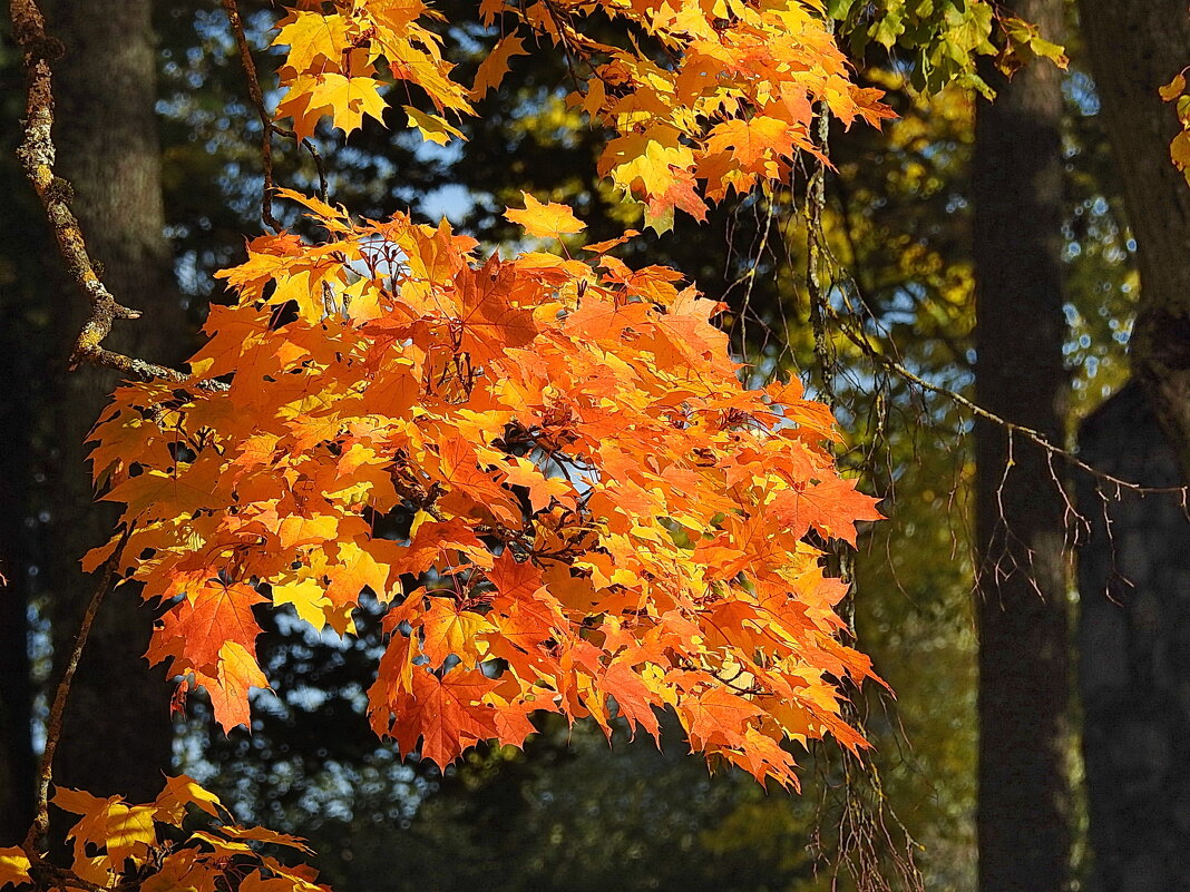 осень - ИННА ПОРОХОВА осень - ИННА ПОРОХОВА