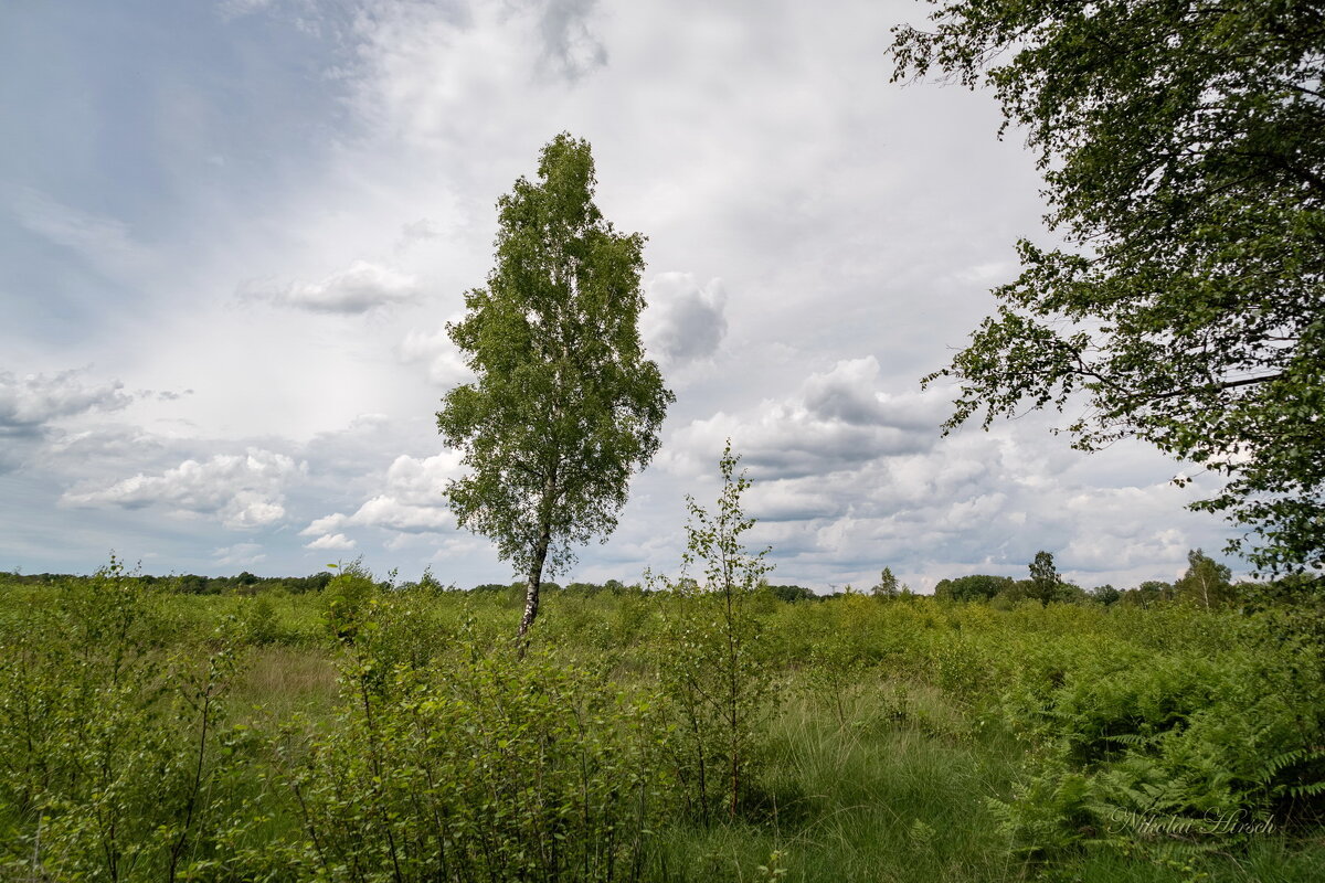 На бывшем болоте... - Николай Гирш