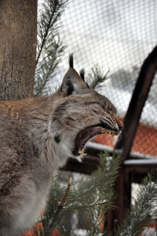Сирена - Дмитрий Тилинин