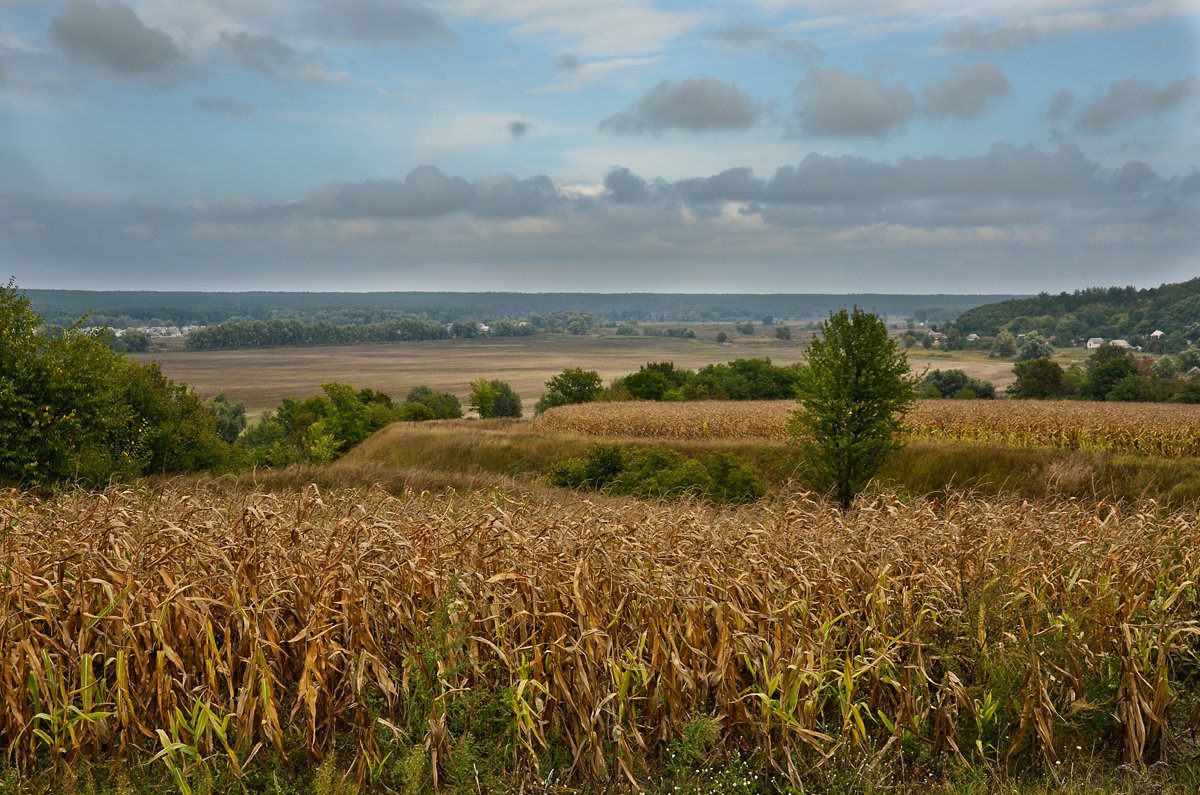 Поле - Татьяна 