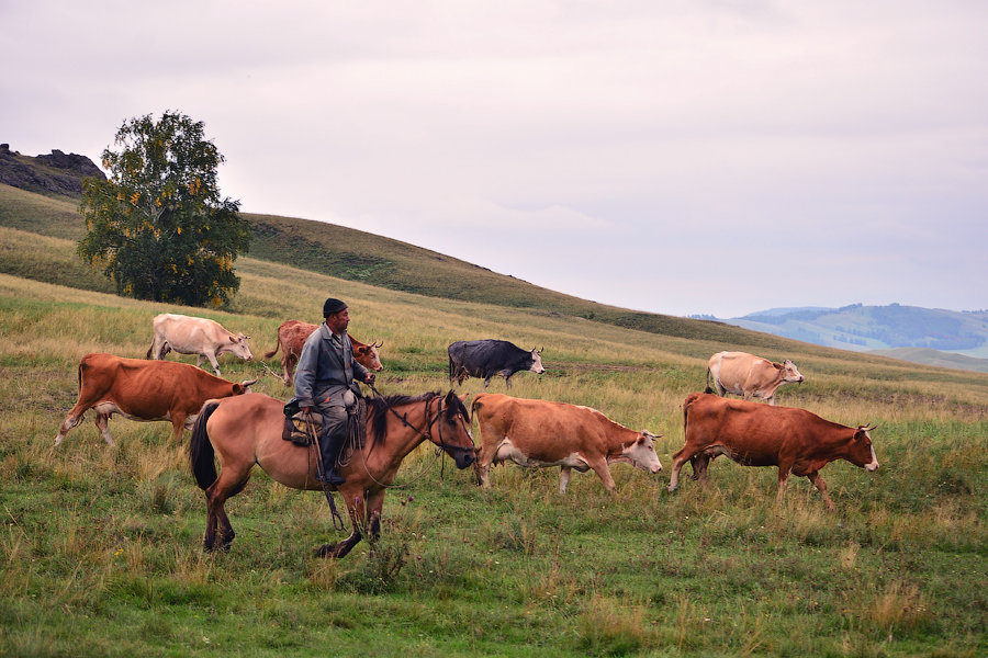 Пастух - Nelli Iudintceva