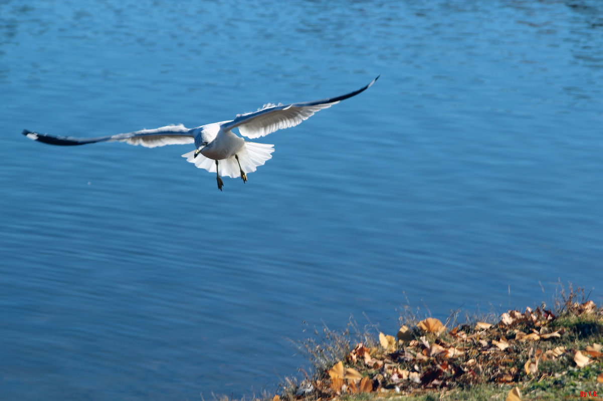 Красота полета - Яков Геллер