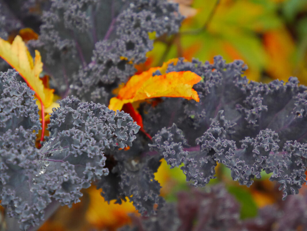 Краски осени - Наталья Rosenwasser