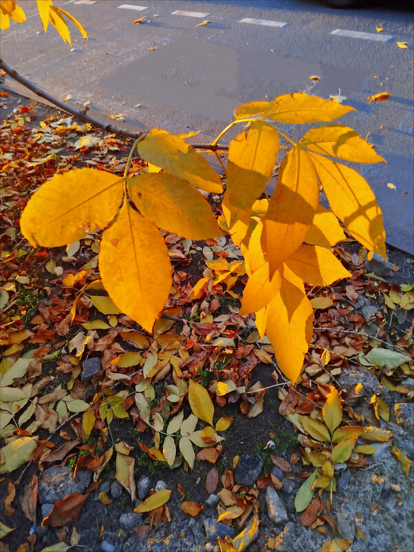 Осенние листья! - Надежда 