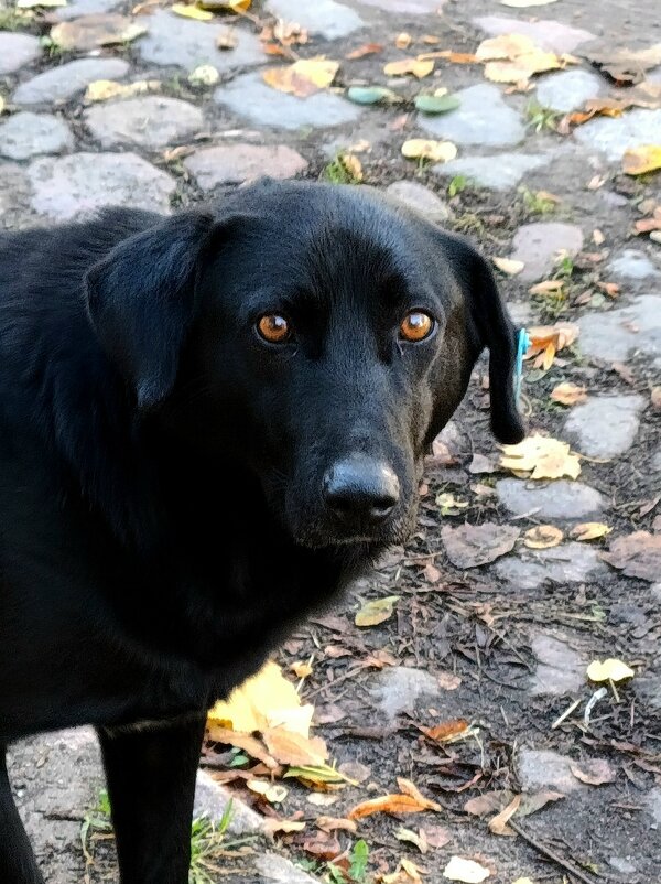 Друг ты мне или враг? - Людмила Жданова