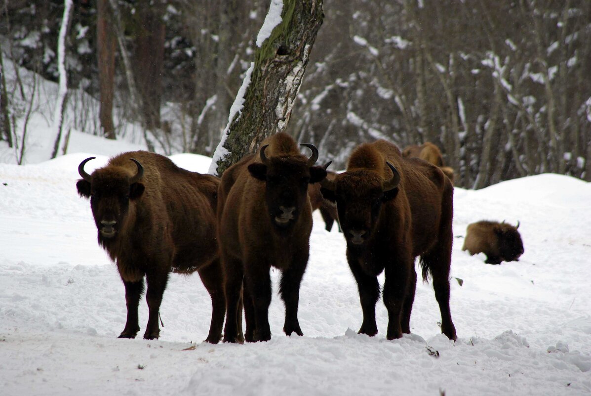 Трое ... - Андрей Любимов Трое ... - Андрей Любимов