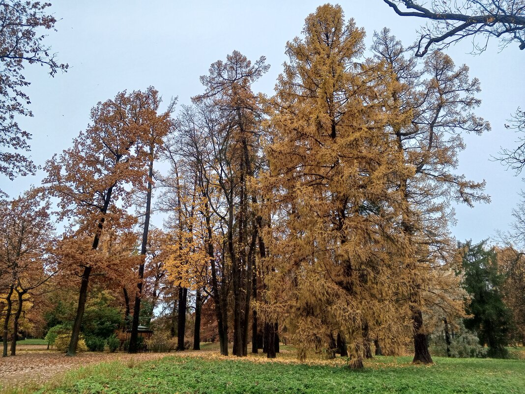 Осень - Сапсан 