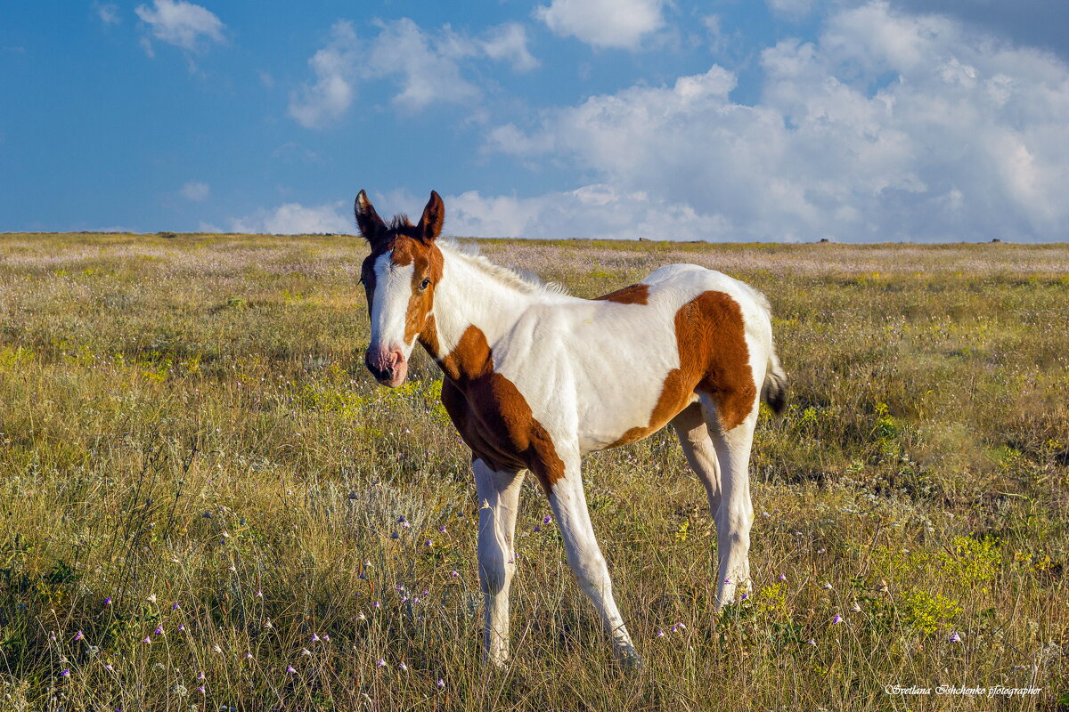 Оленевка - Светлана Ищенко