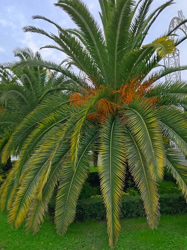 ПАЛЬМА - Tata Wolf