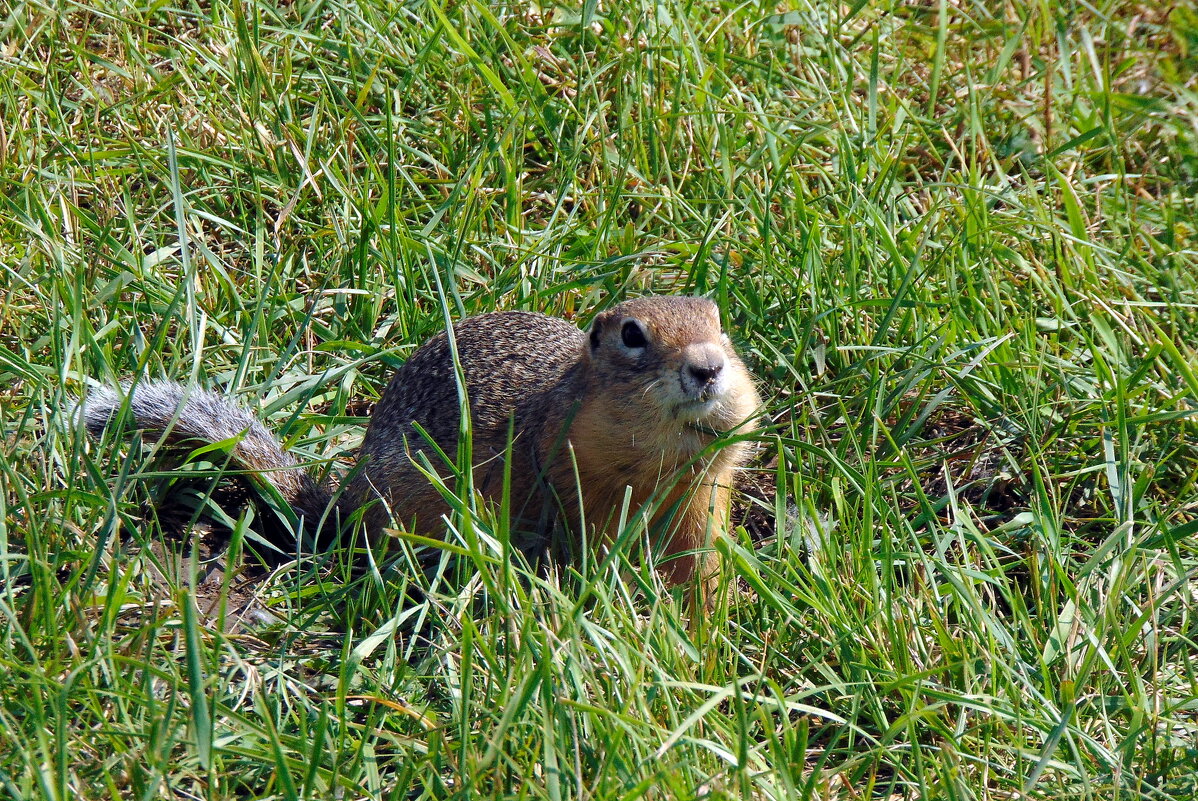 Очень любопытный. - nadyasilyuk Вознюк