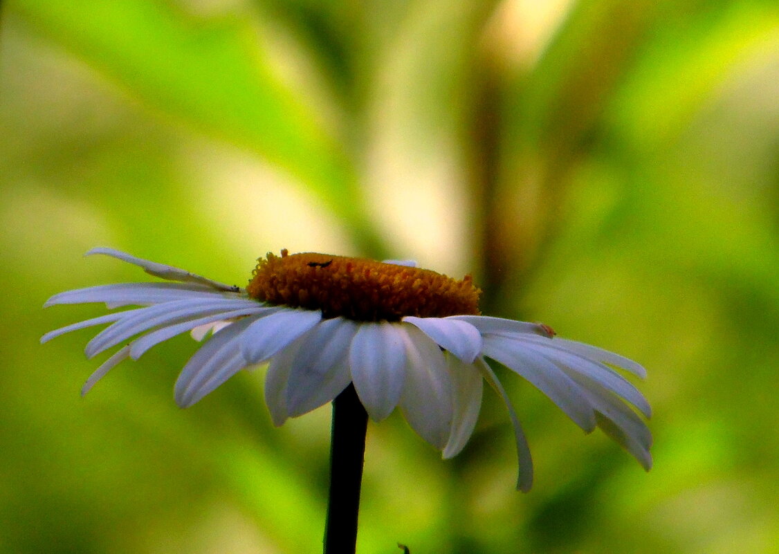 Ромашка. - nadyasilyuk Вознюк Ромашка. - nadyasilyuk Вознюк