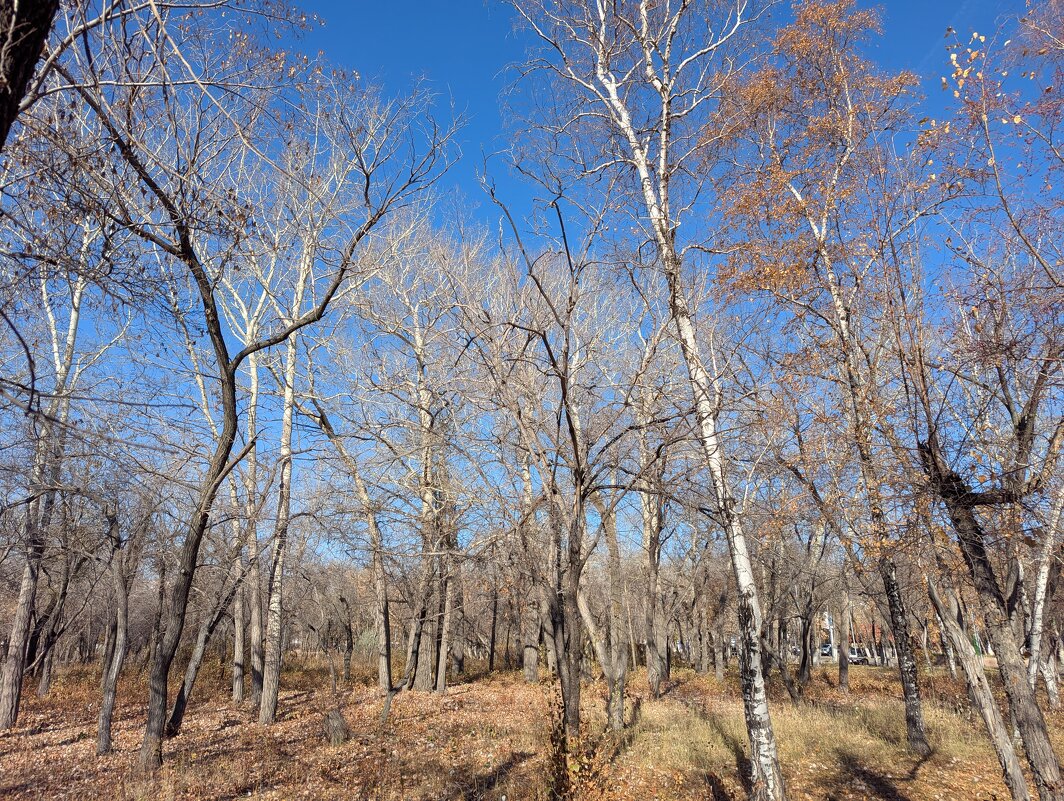 Октябрь в парке города - Андрей Хлопонин