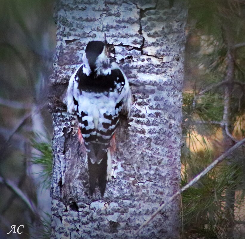 Дятел на осине - Любовь Сахарова