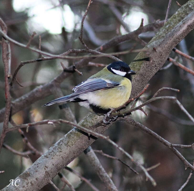 Присела отдохнуть - Любовь Сахарова