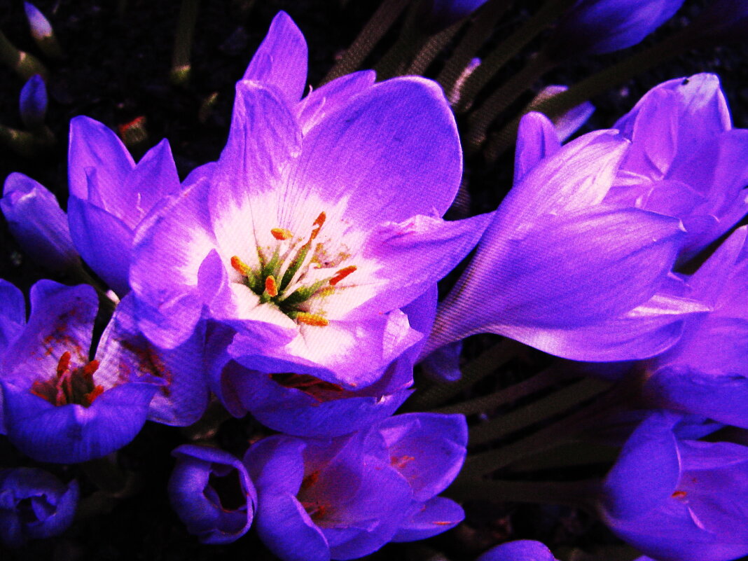 Осенние красавцы - Людмила Смородинская