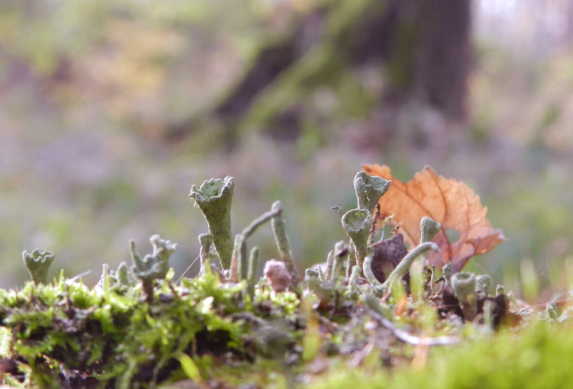 *** - Лера *** - Лера