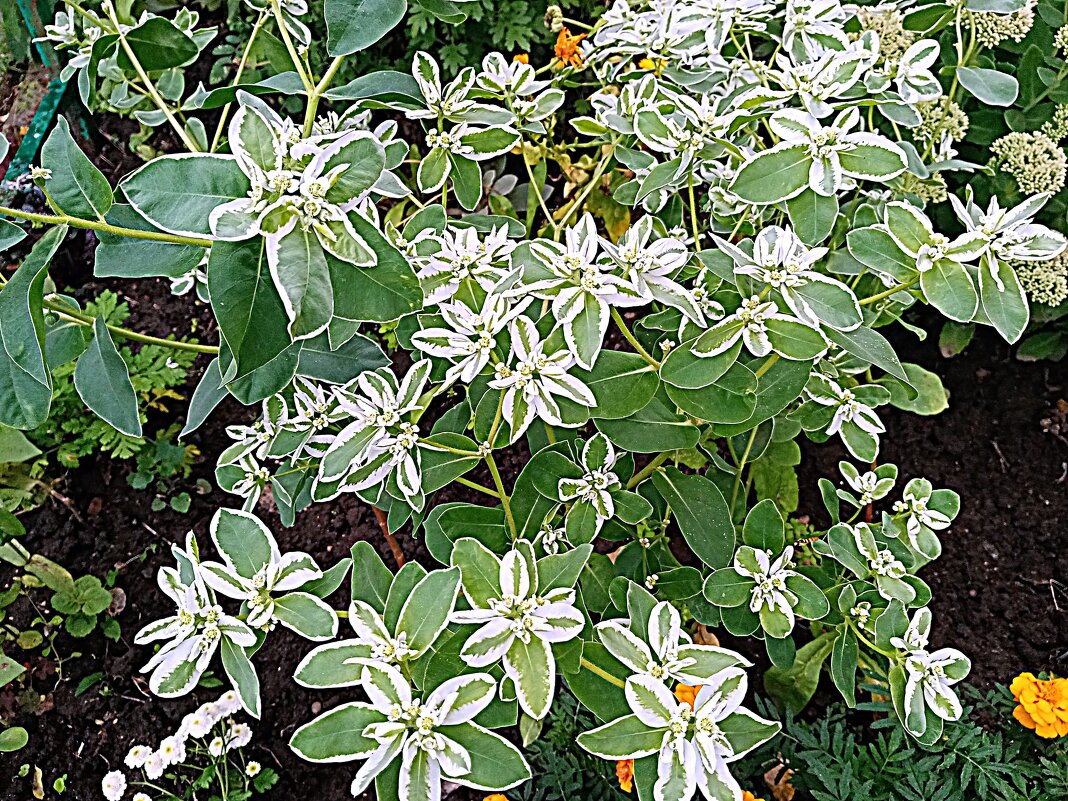 Цветы. - Владимир Драгунский