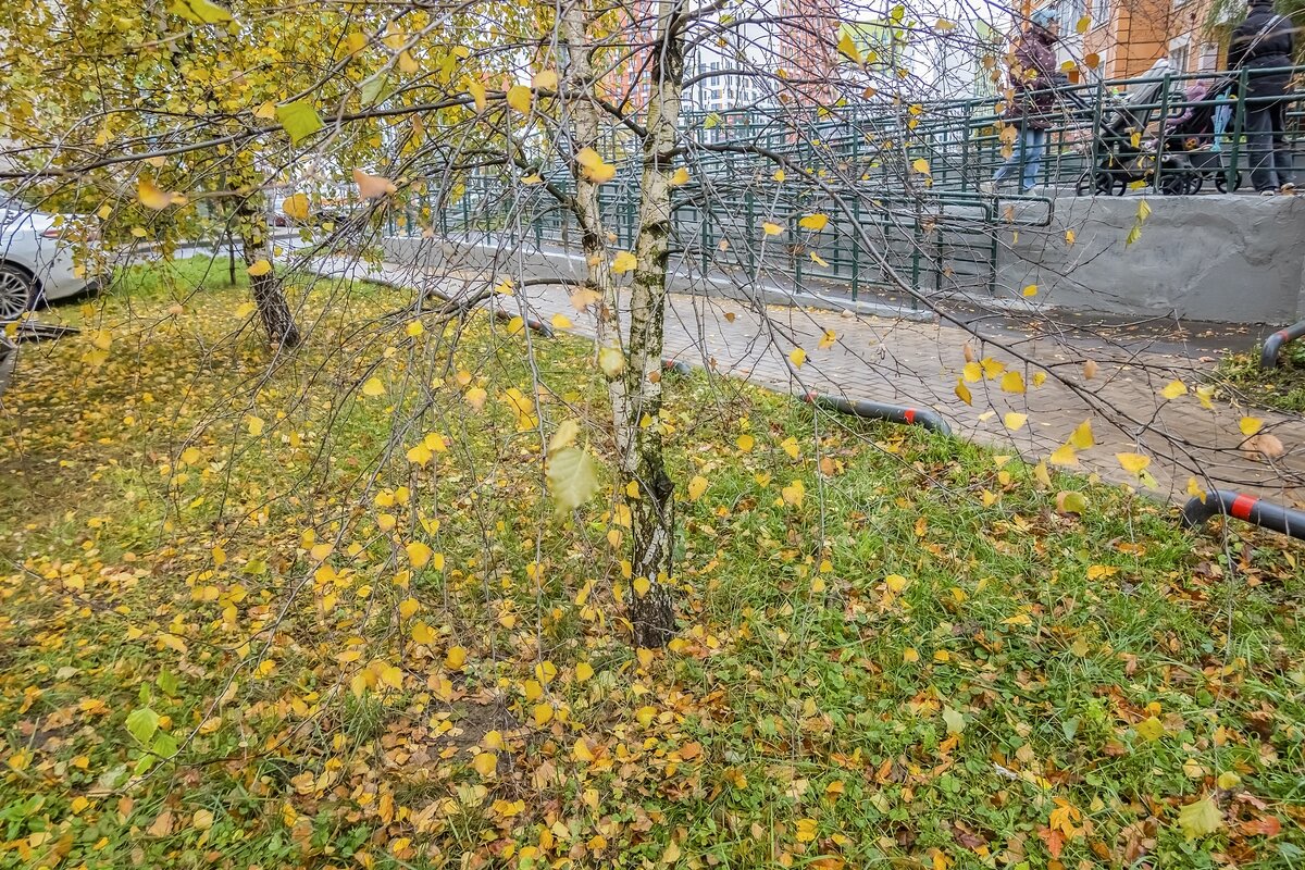 Всё меньше листьев на берёзке - Валерий Иванович