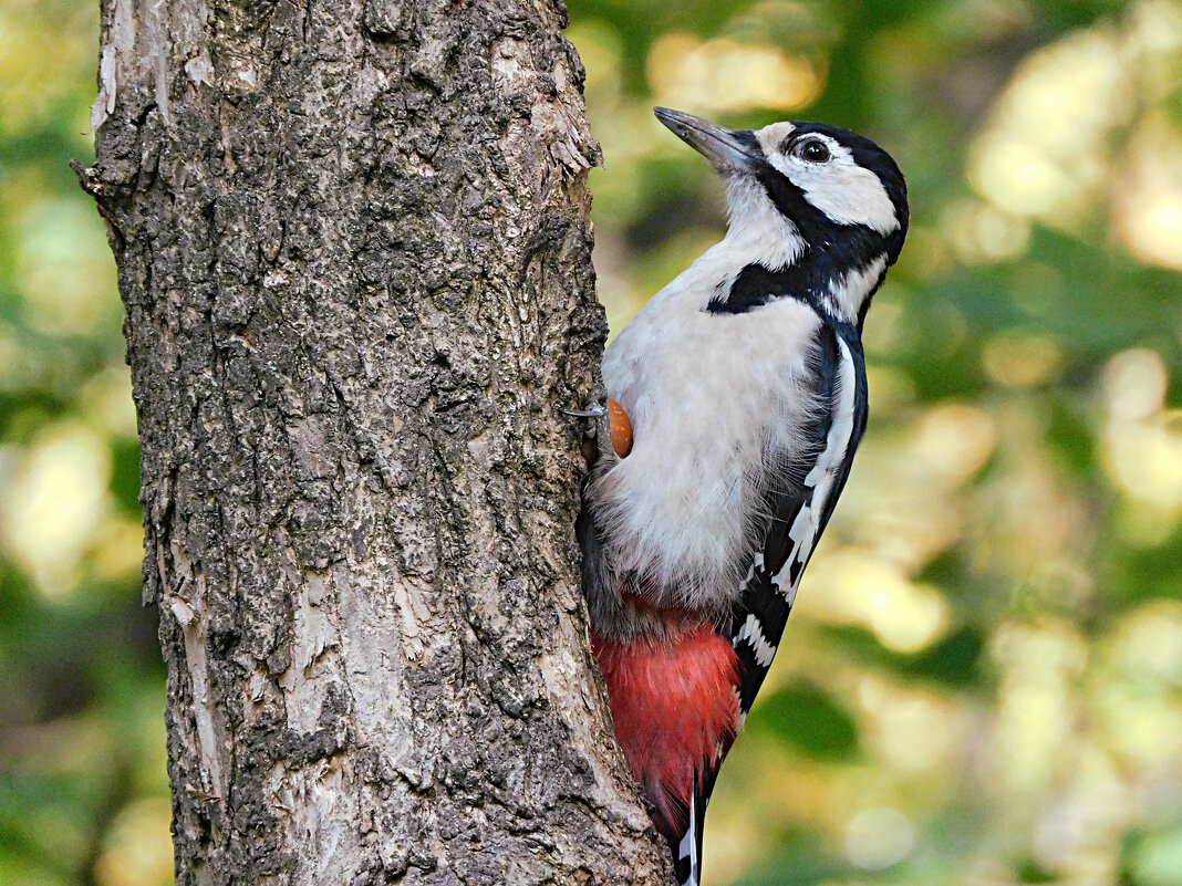 Самка БПД - Лина 