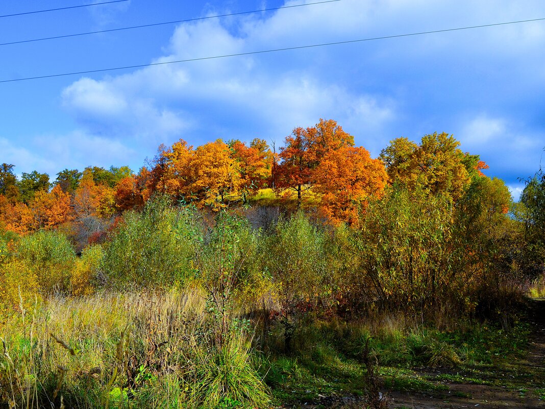 Чебоксары. Осенний Берендеевский лес на склонах оврага речки Чебоксарки. - Пётр Чернега