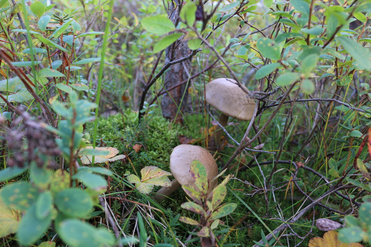 Игры в прятки - Ольга Игры в прятки - Ольга