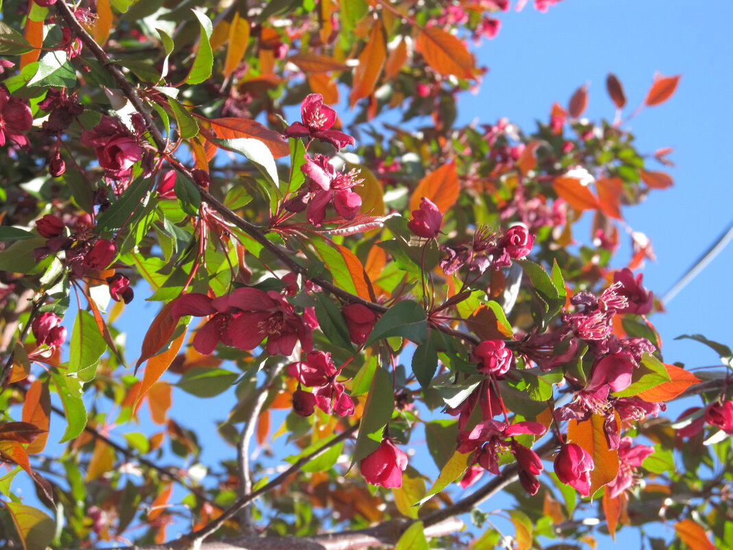 уже снова хочется апрельских красок - Елена Шаламова