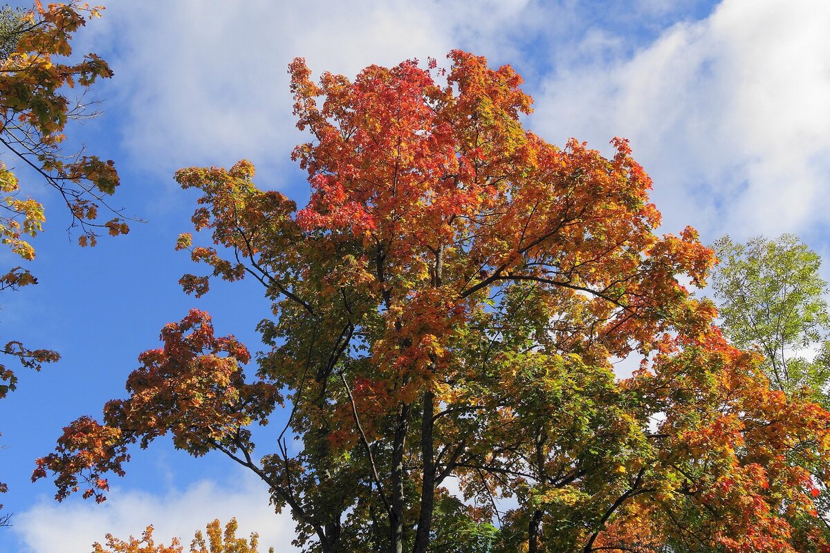 Октябрь - Рита Симонова